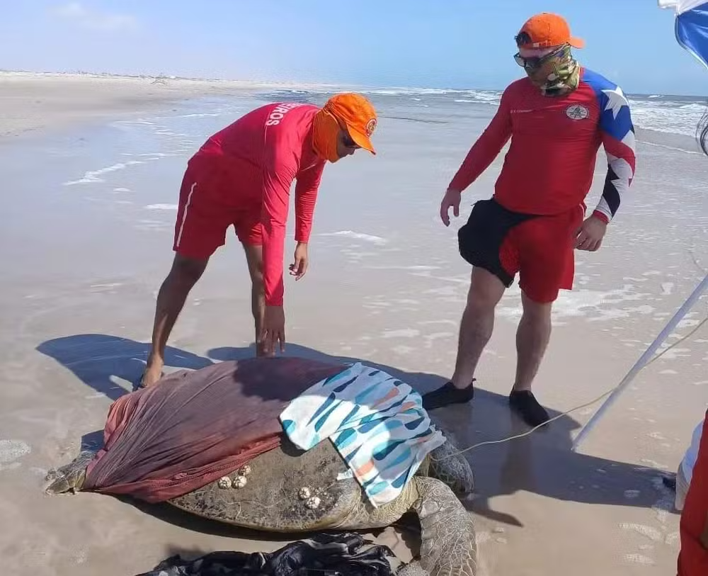 Tartaruga marinha é encontrada encalhada em Atins, na região dos Lençóis Maranhenses